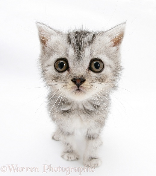 Silver tabby kitten with big eyes, white background