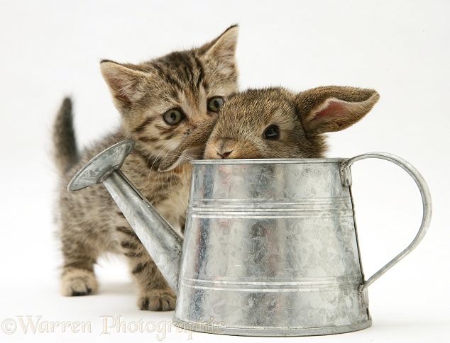 Tabby kitten with young rabbit in a metal watering can, white background