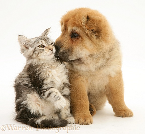 Tabby Maine Coon kitten and Shar-pei pup, white background