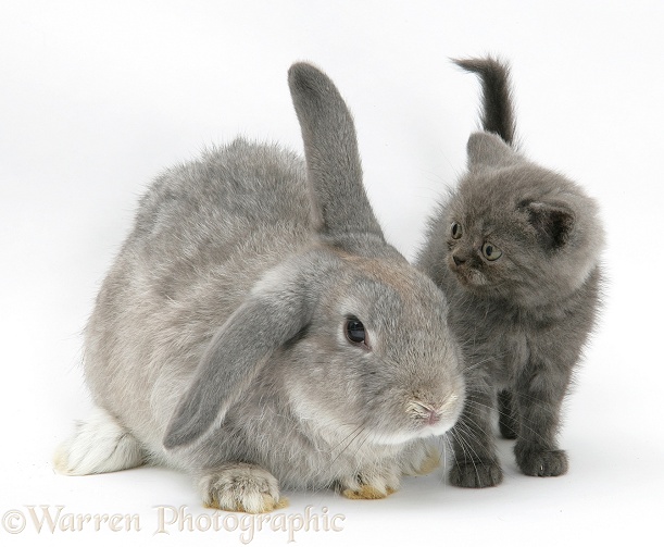 Grey kitten with grey windmill-eared rabbit, white background