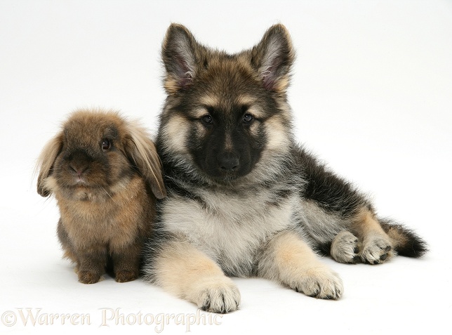 German Shepherd Dog bitch pup, Echo, with Lionhead rabbit, white background