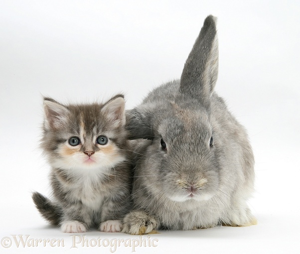 Tabby-tortie kitten with grey windmill-eared rabbit, white background