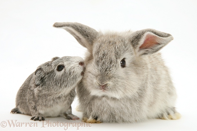 Baby Silver Guinea pig with baby silver rabbit, white background