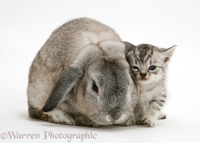 Silver Lop rabbit and silver tabby kitten, white background