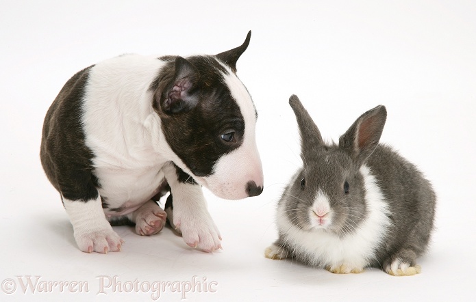 Miniature English Bull Terrier pup with baby Dutch-cross rabbit, white background