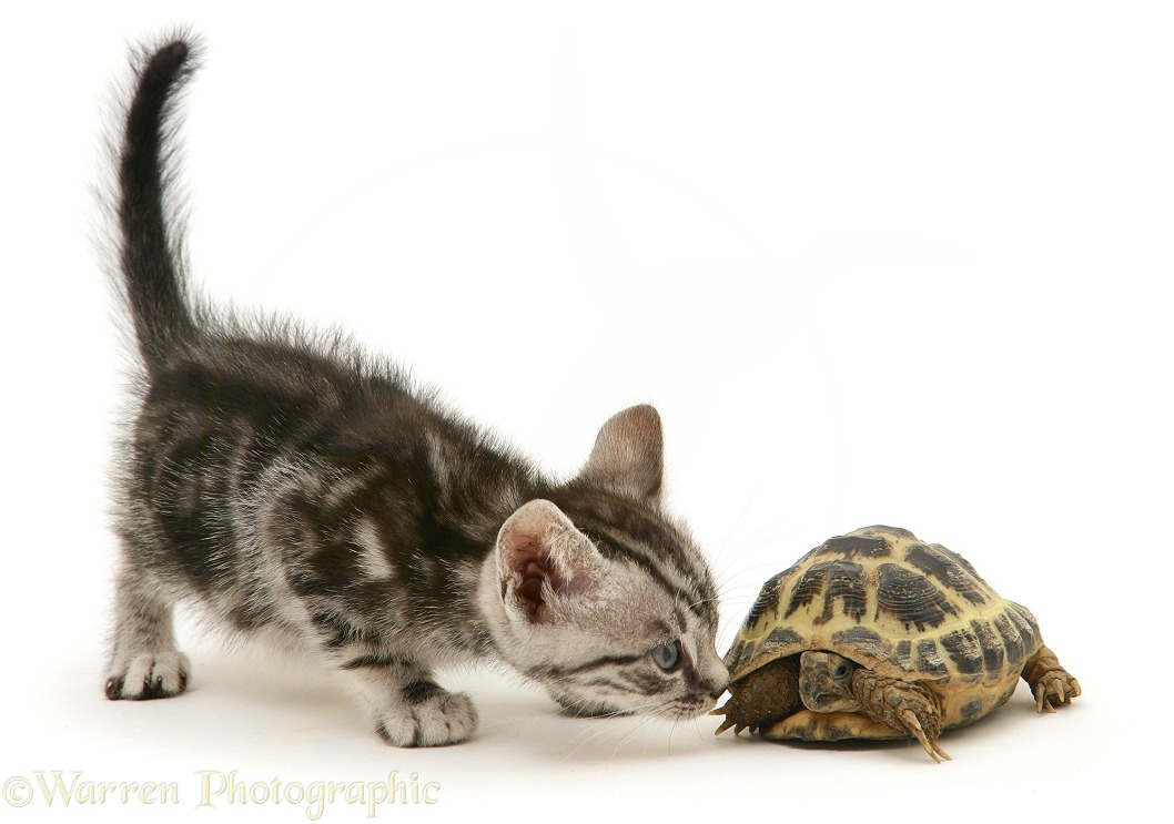 Silver tabby kitten inspecting a tortoise, white background