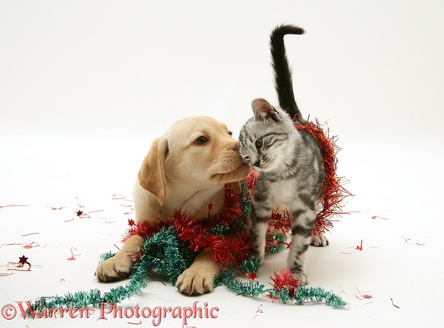 Yellow Labrador Retriever pup with silver tabby cat and Christmas tinsel, white background