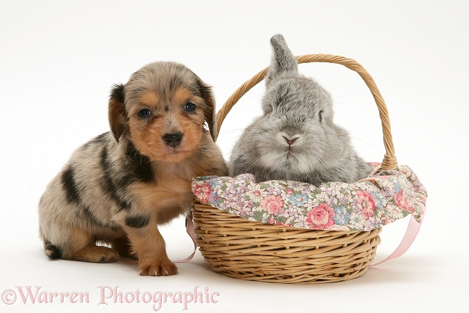 Silver dapple miniature Dachshund pup with a baby silver Lop rabbit in a basket, white background