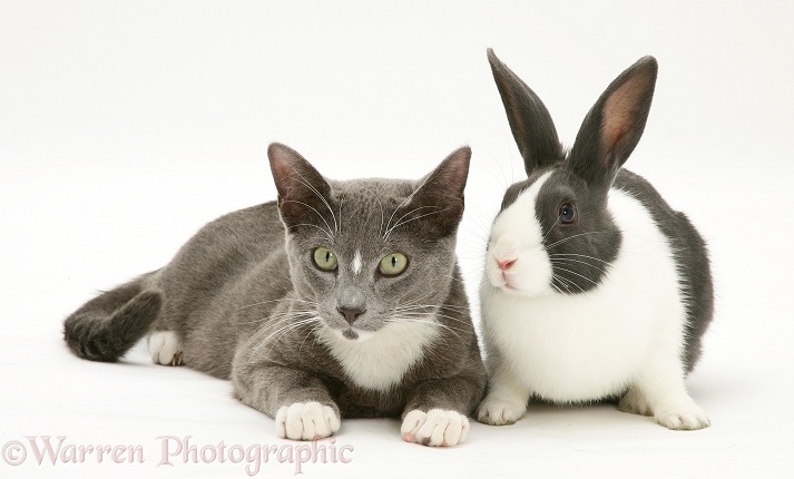 Blue-and-white Burmese-cross male cat, Levi, with blue Dutch rabbit, white background