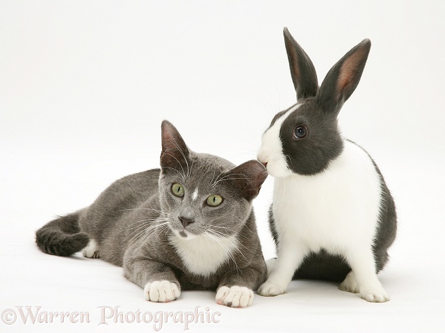 Blue-and-white Burmese-cross male cat, Levi, with blue Dutch rabbit, white background