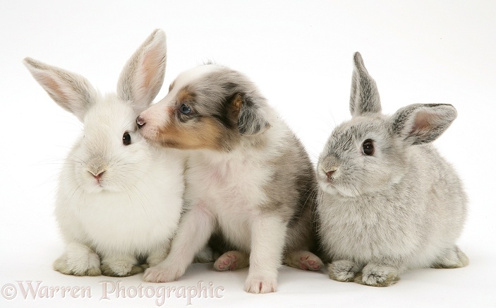 Blue merle Shetland Sheepdog pup with young Lop rabbits, white background