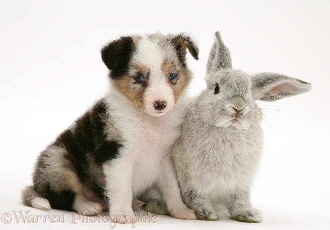 Tricolour Shetland Sheepdog pup with young silver Lop rabbit, white background