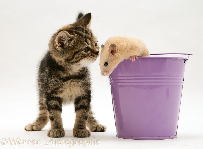 Tabby kitten with hamster in a metal bucket, white background