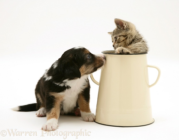 Border Collie pup with tabby kitten in an enamel metal pot, white background