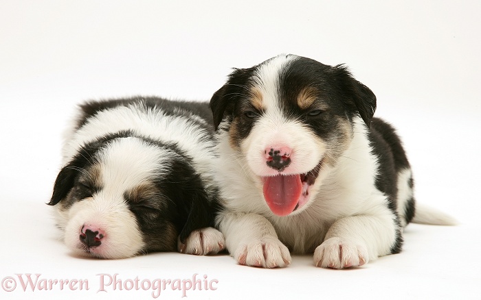Sleepy tricolour Border Collie pups, 5 weeks old, white background