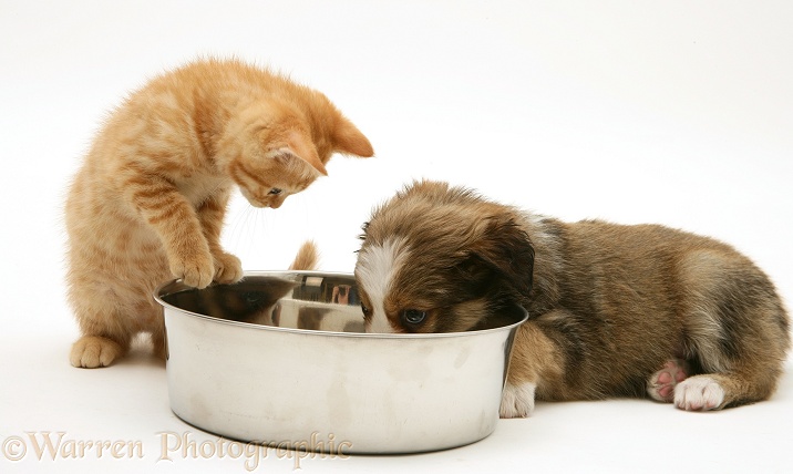 Sable Border Collie pup and red spotted British Shorthair kitten with metal food bowl, white background