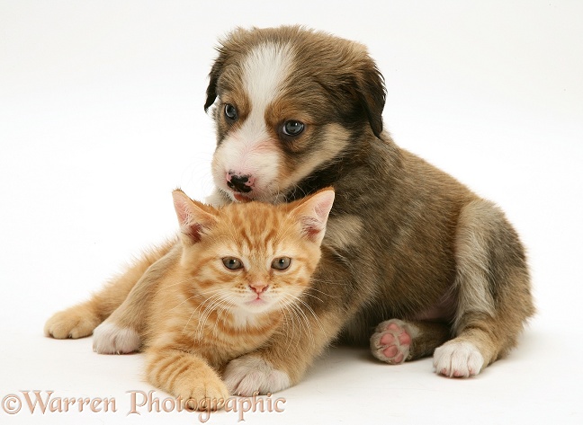 Sable Border Collie pup and red spotted British Shorthair kitten, both 5 weeks old, white background