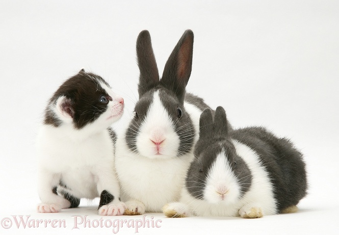 Black-and-white kitten with grey-and-white Dutch rabbits, white background