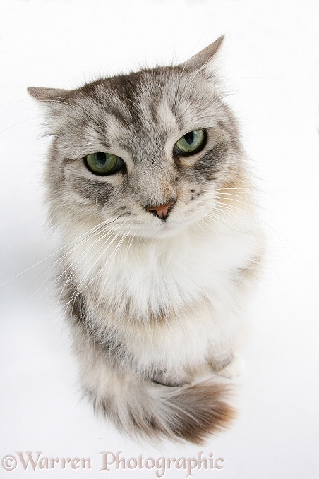 Silver tabby Maine Coon cat Bambi, white background