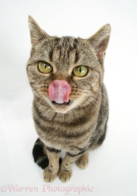 British Shorthair Brown Spotted cat, Tiger Lily, licking her nose, white background
