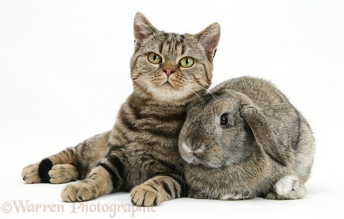 British Shorthair Brown Spotted cat, Tiger Lily, with agouti Lop rabbit, white background