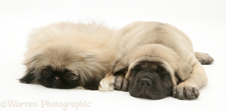 Sleepy Pekingese and English Mastiff pups, white background