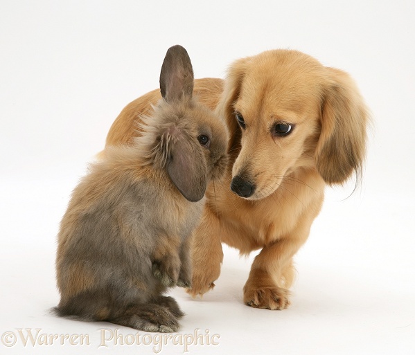 Lop rabbit meets cream dapple Dachshund pup, white background
