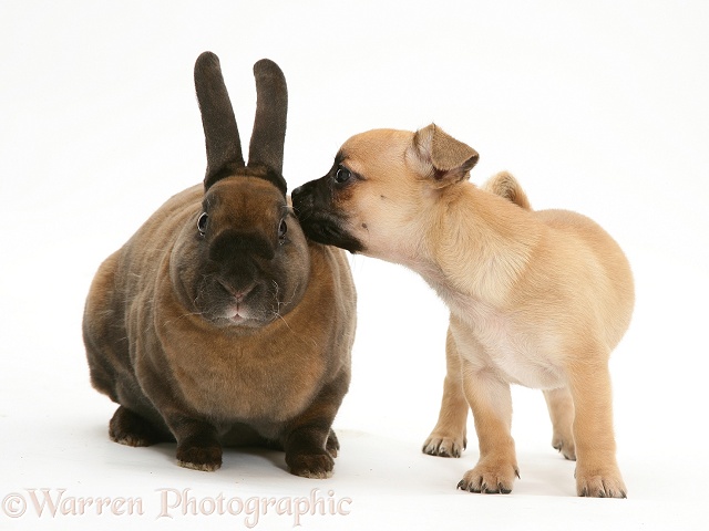 Chihuahua pup and sooty-fawn dwarf Rex rabbit, white background