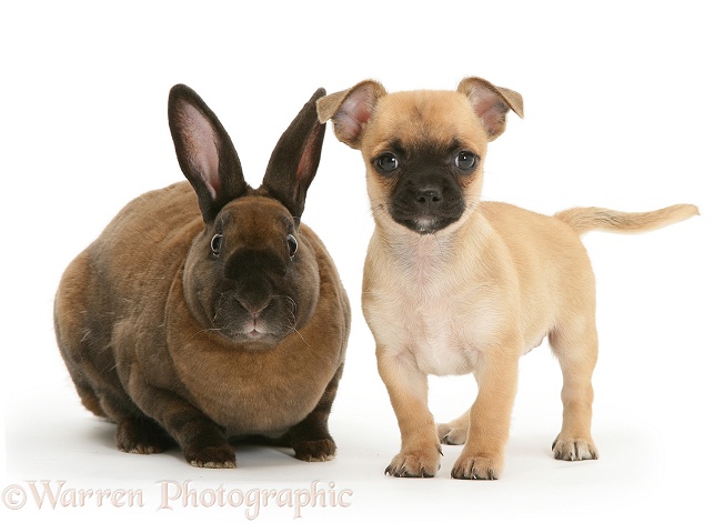 Chihuahua pup and sooty-fawn dwarf Rex rabbit, white background