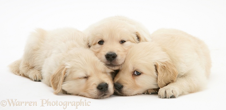 Sleepy Golden Retriever puppies, white background