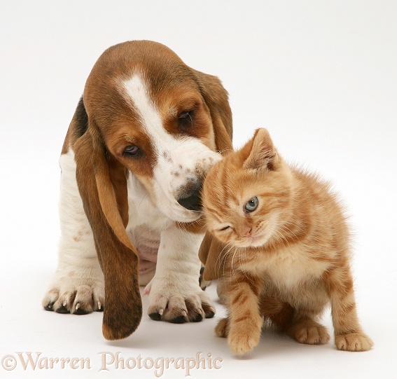 Ginger kitten and Basset pup, white background