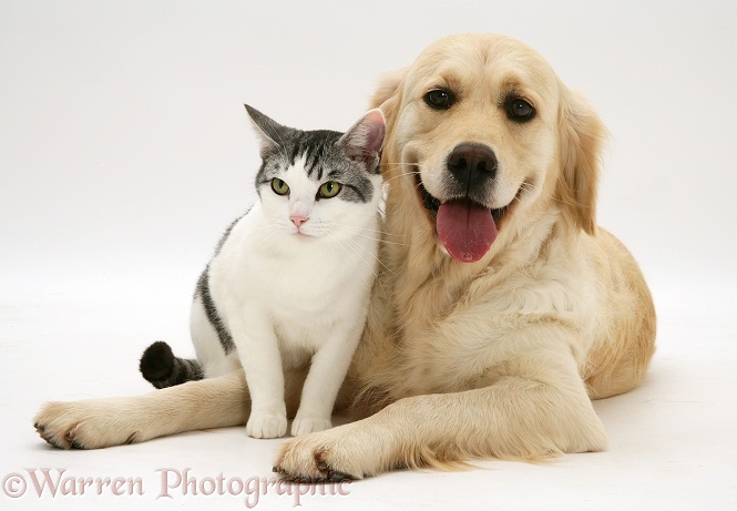 Silver-and-white cat Clover with against Golden Retriever Lola, white background