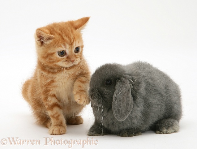 Ginger kitten and grey Lop rabbit, white background