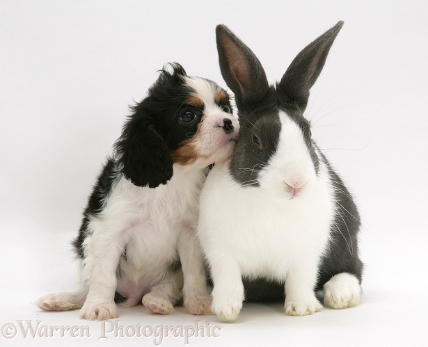Cavalier King Charles Spaniel pup and Dutch rabbit, white background