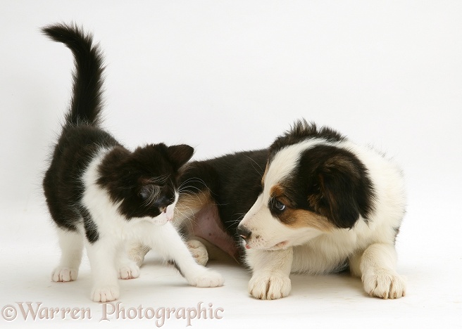 Tricolour Border Collie pup Barker with a black-and-white kitten, white background