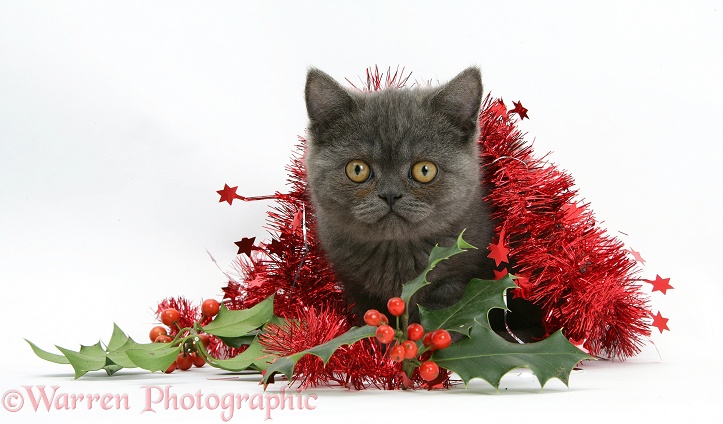 Grey kitten with tinsel and holly berries, white background
