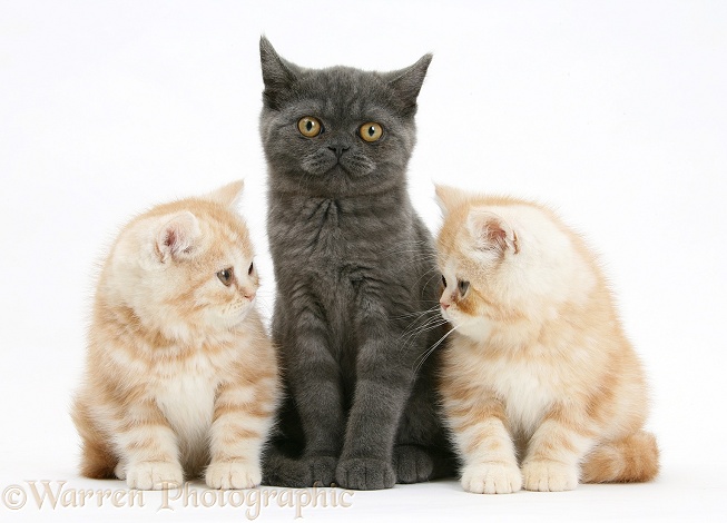Grey kitten with two ginger kittens, white background