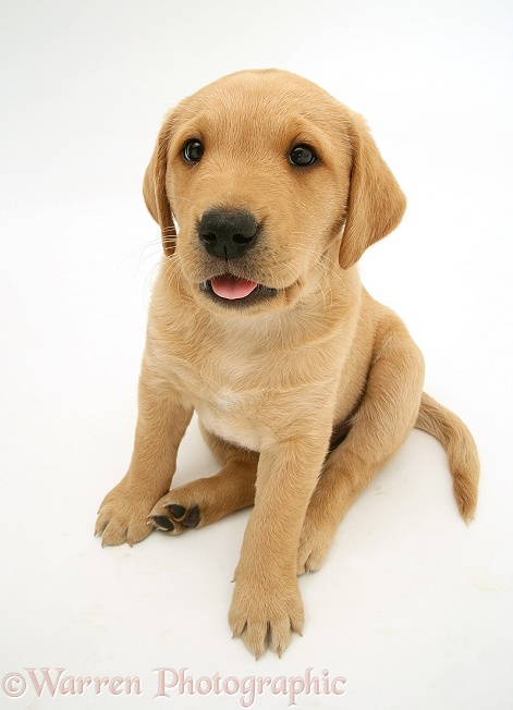 Yellow Labrador Retriever pup, 8 weeks old, sitting and looking up, white background