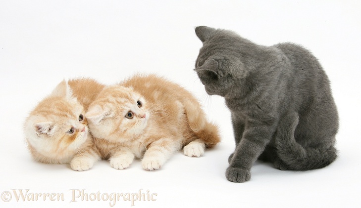Ginger kittens in defensive posture when introduced to a strange grey kitten, white background