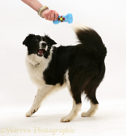 Black-and-white Border Collie, Phoebe, white background