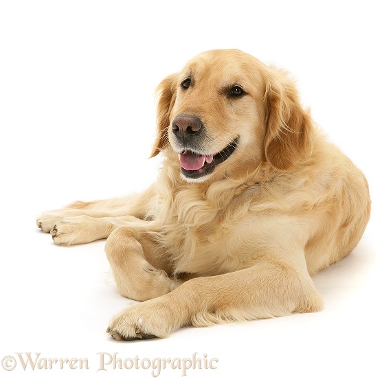 Golden Retriever dog, Barney, white background