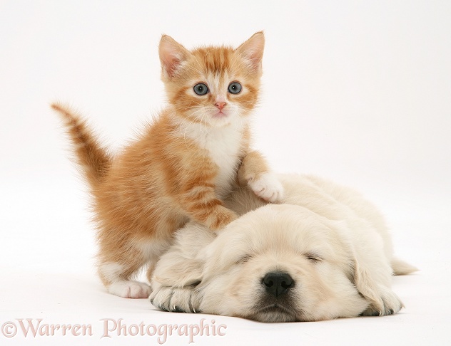 Red tabby kitten with paw up on sleeping Golden Retriever pup, white background