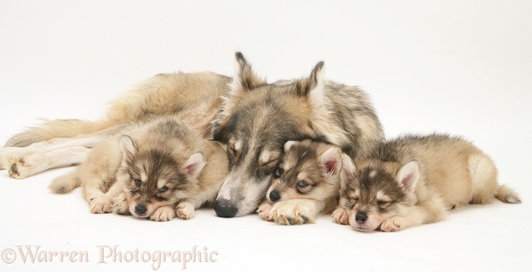 Sleepy Utonagan bitch with three puppies, white background