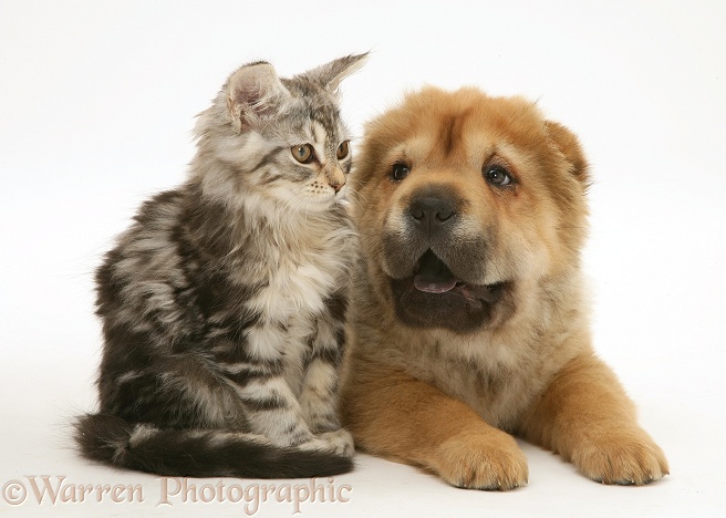 Tabby Maine Coon kitten and Shar-pei pup, white background