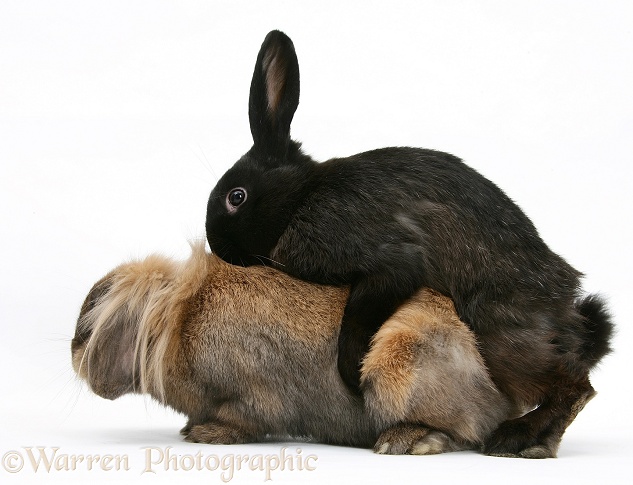 Domestic rabbits mating, white background