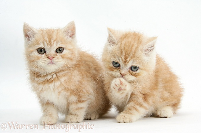 Ginger kittens, white background