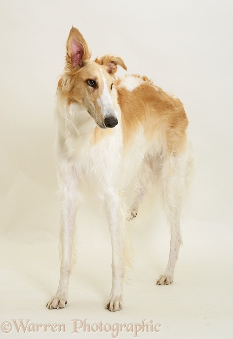 Borzoi dog standing, white background