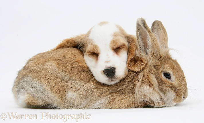 Orange roan Cocker Spaniel pup, Blossom, sleeping on sandy Lionhead-cross rabbit, Tedson, white background