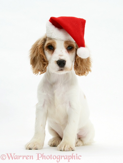 Orange roan Cocker Spaniel pup, Blossom, wearing Father Christmas hat, white background
