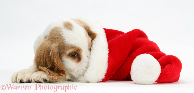 Orange roan Cocker Spaniel pup, Blossom, in Father Christmas hat, white background